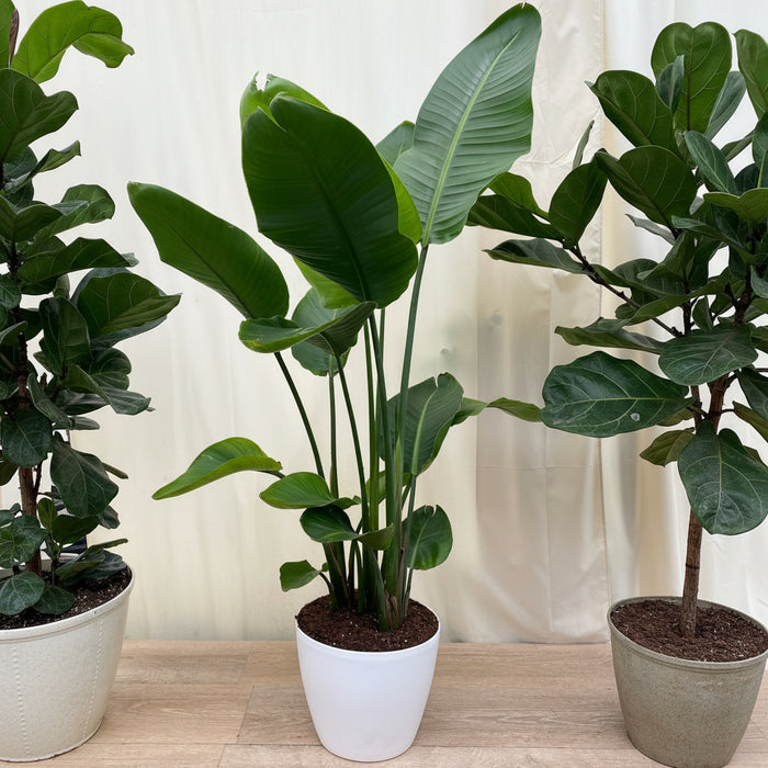 White Bird of Paradise, Strelitzia Nicolai in a white decorative planter with tall upright stems and large, lush green leaves, ideal for bright indoor spaces and modern home decor.