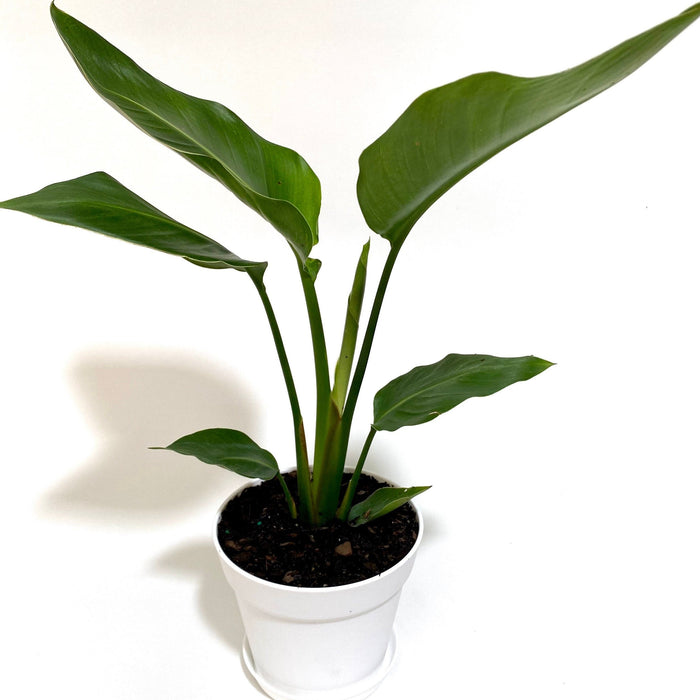 White Bird of Paradise, Strelitzia Nicolai in a white pot with upright stems and lush green leaves, ideal for bright indoor spaces and modern home decor.