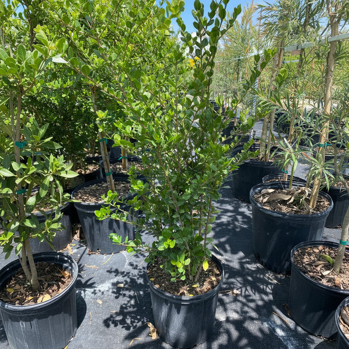 A young White Indigo Berry (Randia aculeata) shrub featuring bushy green foliage