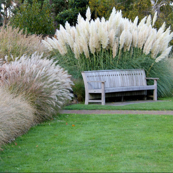 White Pampas Grass in pak with wooden bench