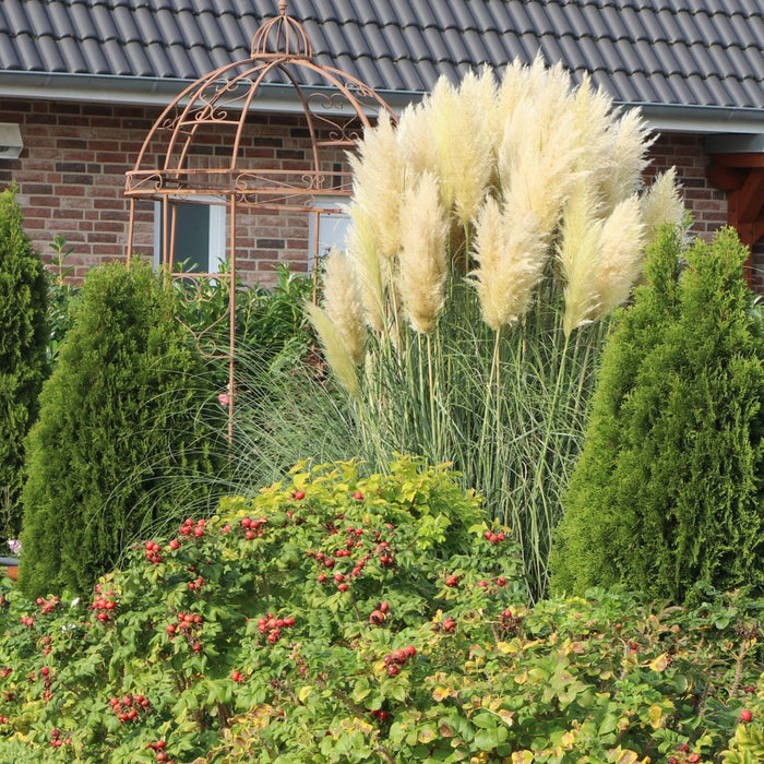 White Pampas Grass outside of a house view
