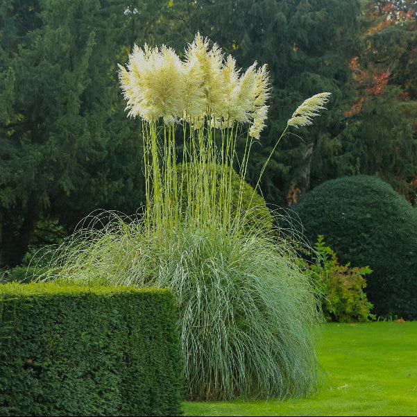 White Pampas Grass in garden