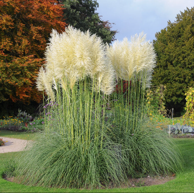 view of White Pampas Grass