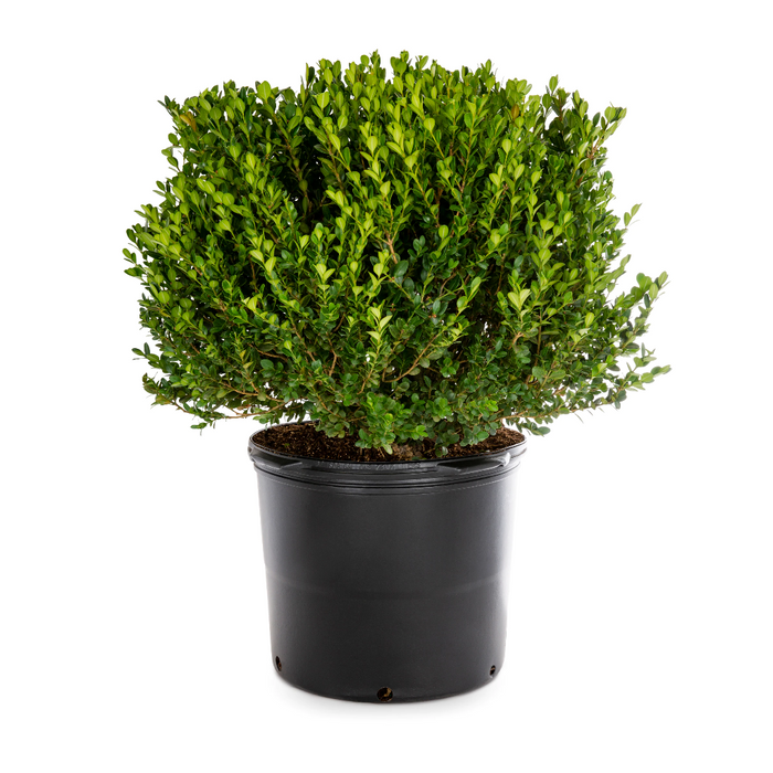Winter Green Boxwood Shrub Neatly trimmed bush