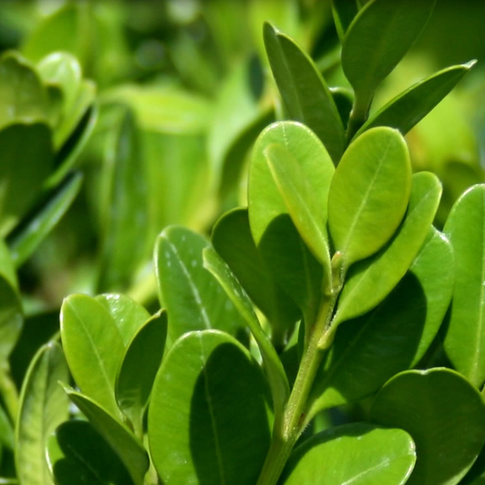 Winter Green Boxwood Shrub close view
