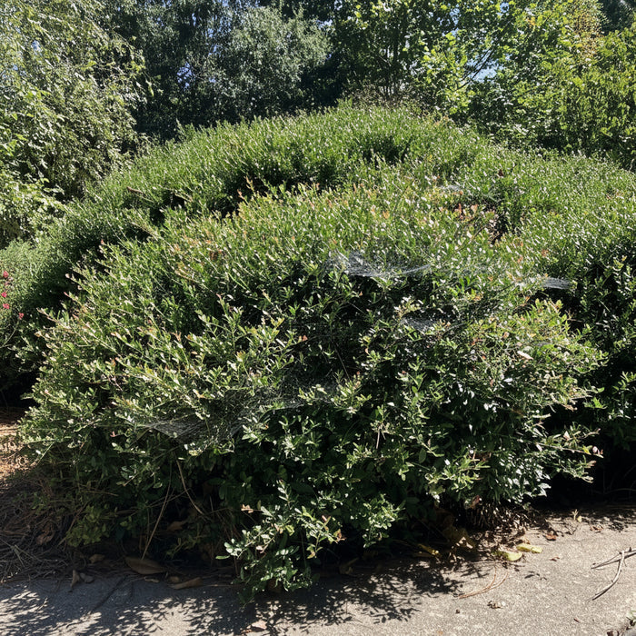 Yaupon Holly, Ilex vomitoria