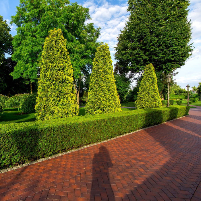 Berckman's Golden Arborvitae trees in a formal garden.