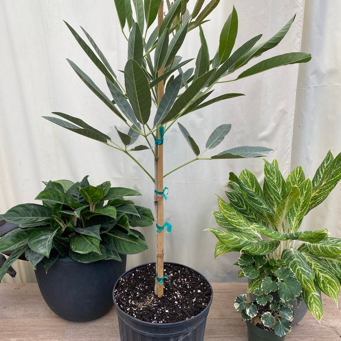 Young Yellow Trumpet Tree Tabebuia in a 5 gallon black nursery pot, featuring a taller, staked trunk and a developing canopy of vibrant green foliage, standing on a wooden surface against a white fabric backdrop alongside small decorative houseplants, showcasing its steady growth and excellent nursery presentation.