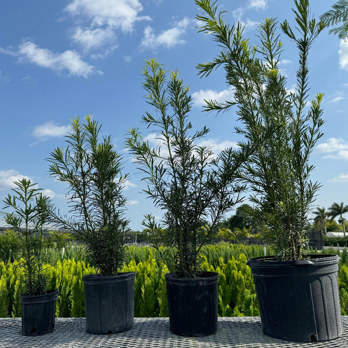 A row of young potted Yew Podocarpus Bush Maki  plants featuring dense, upright, needle-like green foliage, growing in black nursery pots
