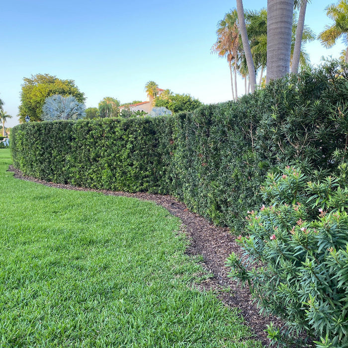 A scenic landscape view featuring a dense, continuous hedge of Yew Podocarpus Bush Maki  with dark green foliage