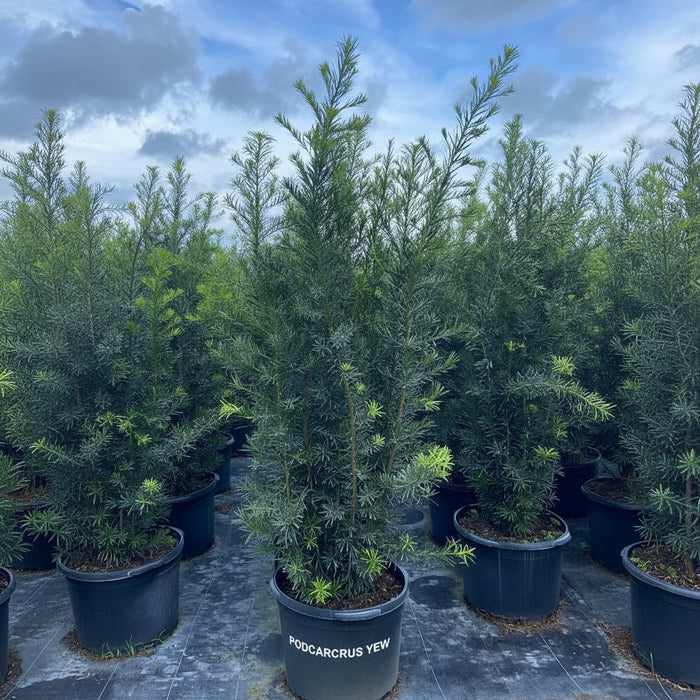 Yew Podocarpus Bush Maki, Japanese Yew in a pot