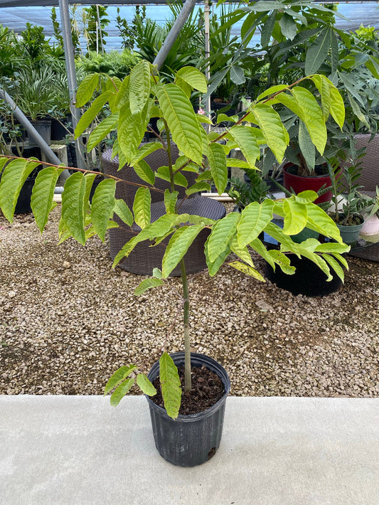 A young Ylang-ylang (Cananga odorata) tree featuring a slender trunk and bright green, slightly wavy leaves, growing in a black nursery pot