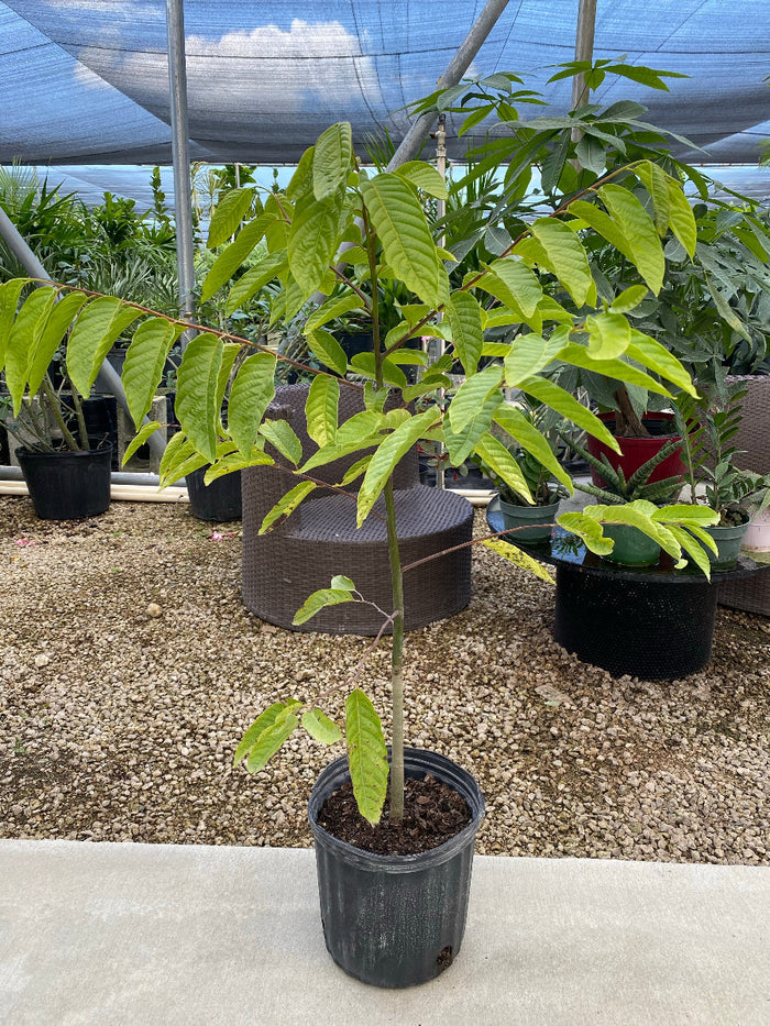 A young Ylang-ylang (Cananga odorata) tree featuring a slender trunk and bright green, slightly wavy leaves, growing in a black nursery pot