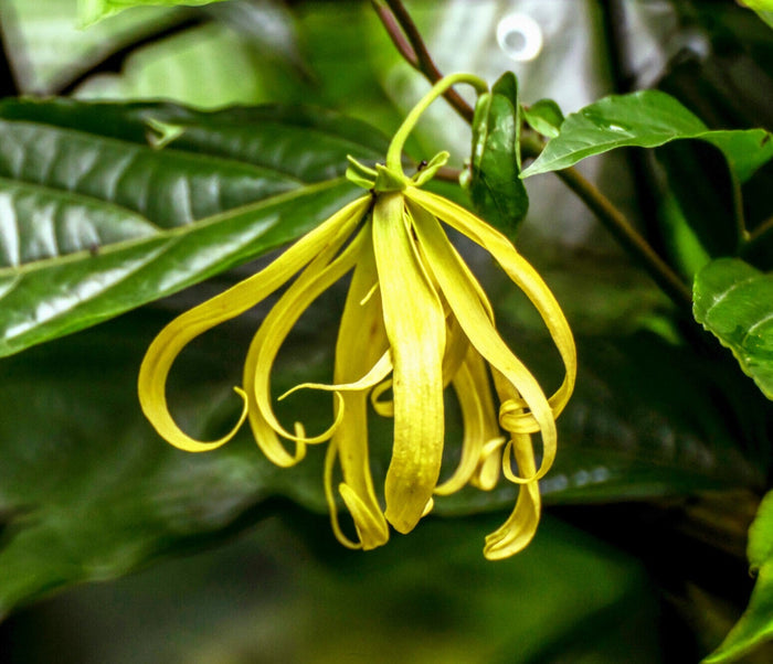 A close-up view of a vibrant yellow Ylang-Ylang (Cananga odorata) flower