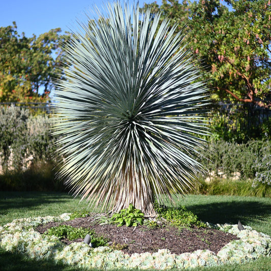 A mature Yucca Rostrata plant with blue-gray, sword-shaped leaves radiating from a central trunk, situated in a garden setting with other plants in the background.