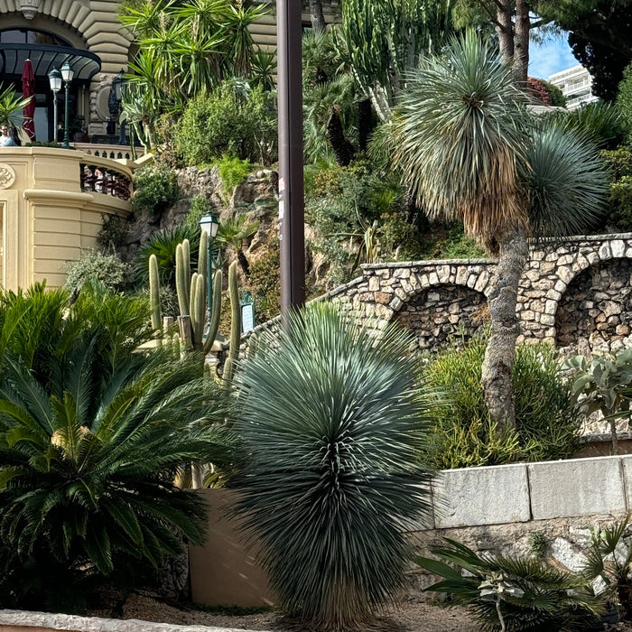 Mature Beaked Yucca (rostrata) with its distinct spherical canopy of blue-green leaves, planted in a rocky, sunlit landscape.
