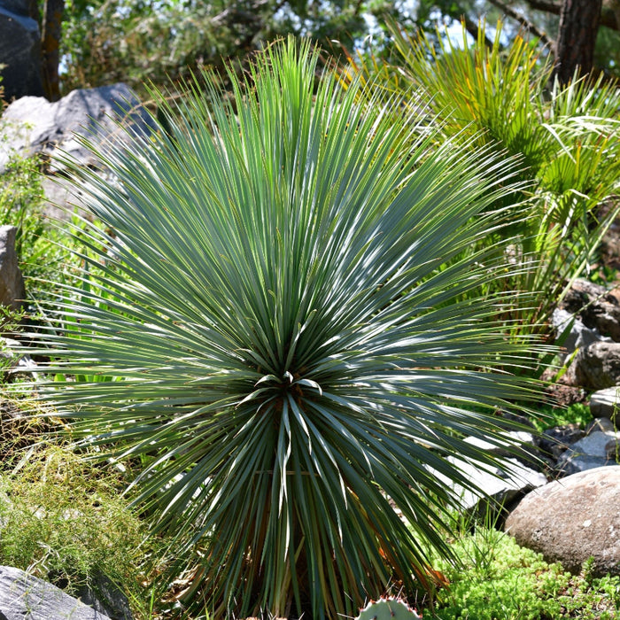 Mature Beaked Yucca rostrata with its distinct spherical canopy of blue-green leaves, planted in a rocky, sunlit landscape.