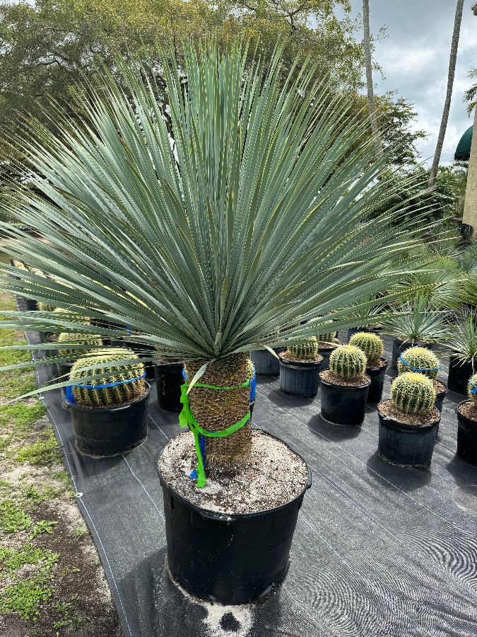 Mature Beaked Yucca rostrata with its distinct spherical canopy of blue-green leaves, planted in a rocky, sunlit landscape in 25gal pot