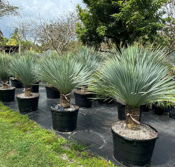 Mature Beaked Yucca rostrata with its distinct spherical canopy of blue-green leaves, in rows at nursery 25gal pot