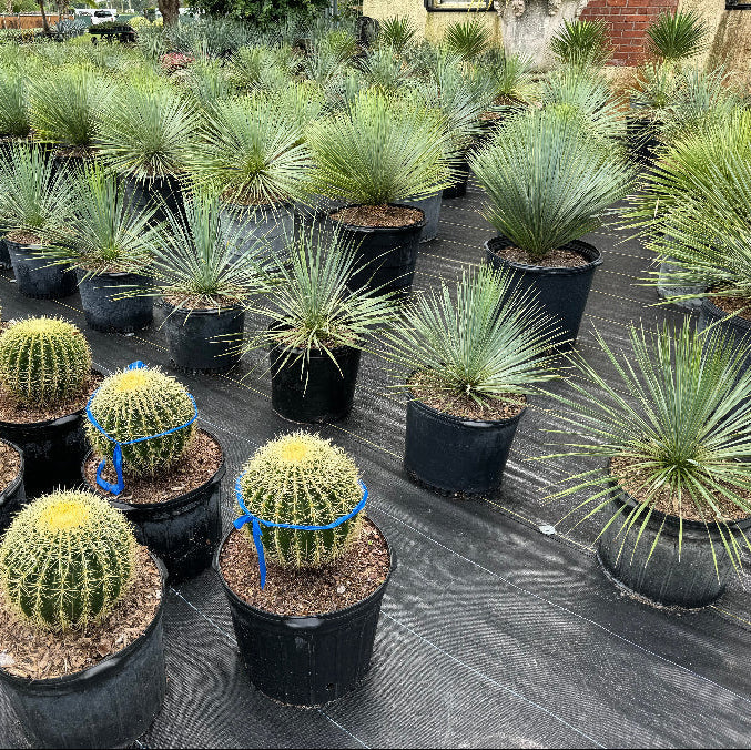 Yucca rostrata with its distinct spherical canopy of blue-green leaves, in rows at nursery