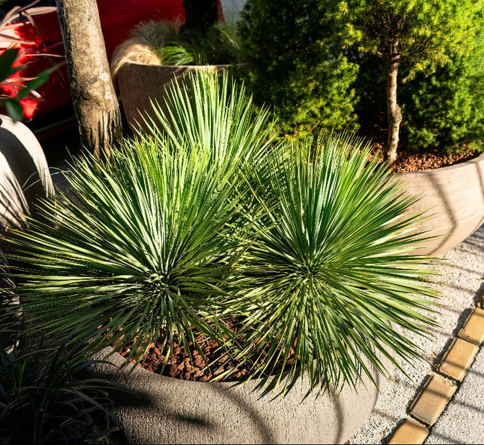 Mature Beaked Yucca rostrata with its distinct spherical canopy of blue-green leaves.