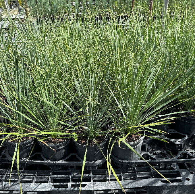 young Yucca rostrata with its distinct spherical canopy of blue-green leaves, in rows at nursery