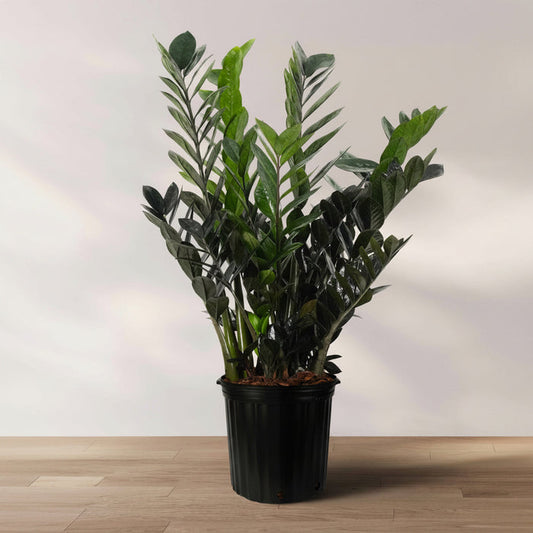 A 'Raven' ZZ Plant with glossy, dark purple-black foliage in a black nursery pot