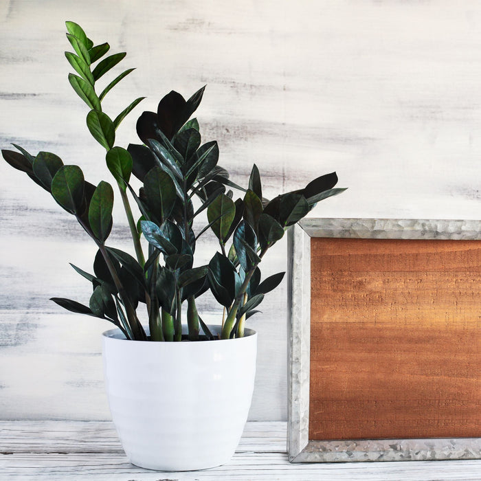A potted ZZ plant sitting next to a blank wooden sign on a whitewashed surface.