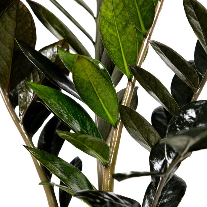 Close-up of dark greenZZ plant leaves on a white background