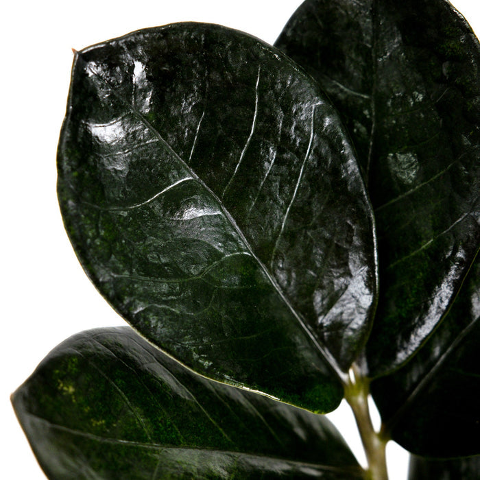 Close-up of dark green leaves on a white background