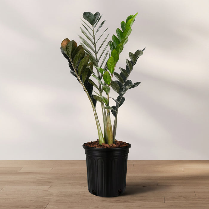 A ZZ Plant in a black pot placed on a wooden floor against a white background.