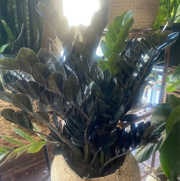 A  ZZ plant in a smooth white pot sitting on the floor next to a woven basket.