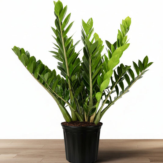 A potted ZZ Plant, Zanzibar Gem with glossy, deep green leaves, displayed against a neutral background.