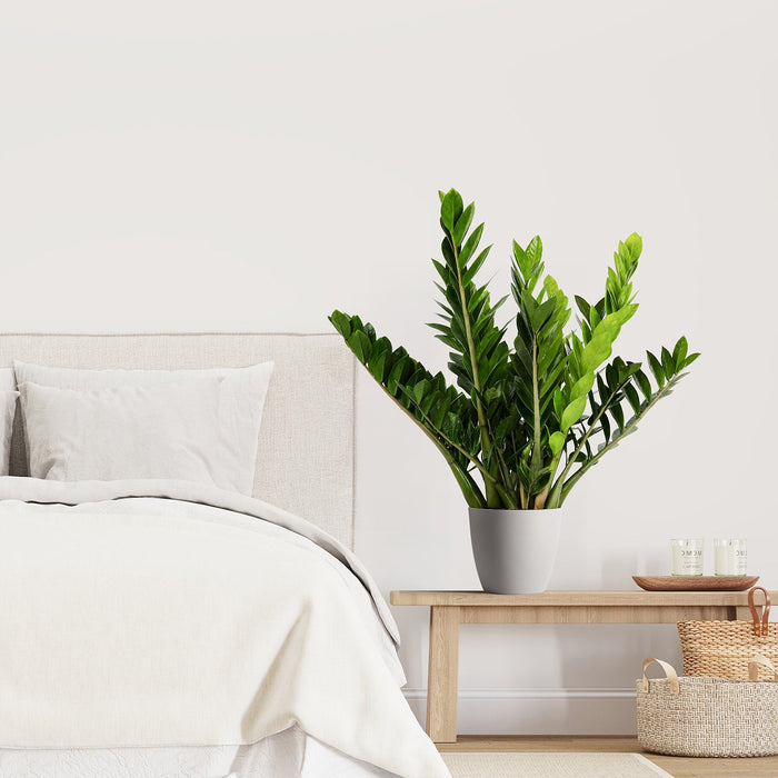 A potted ZZ Plant, Zanzibar Gem with glossy, deep green leaves, displayed against a neutral background.