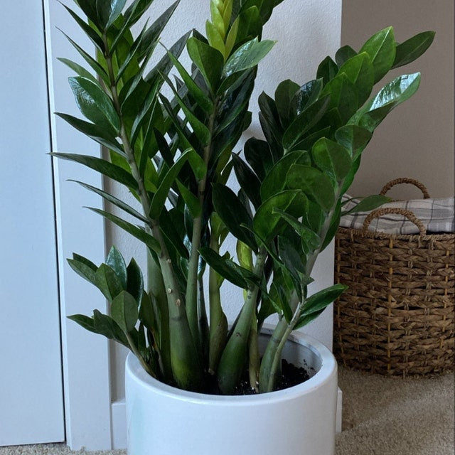 A  ZZ plant in a smooth white pot sitting on the floor next to a woven basket.