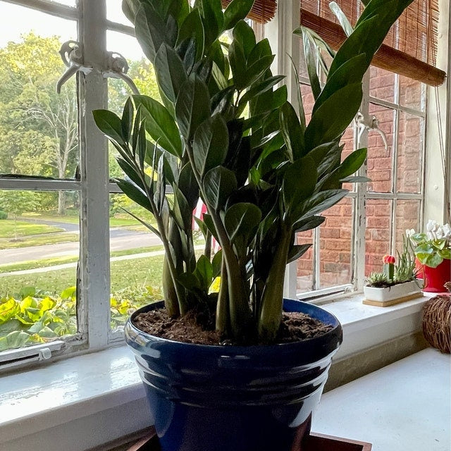 A ZZ plant with glossy dark green leaves in a dark blue pot sitting on a windowsill.