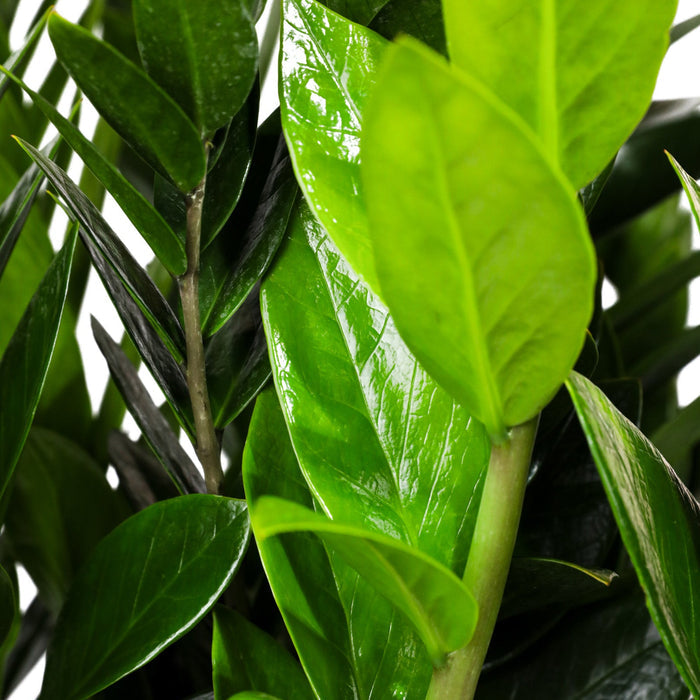 A potted ZZ Plant, Zanzibar Gem with glossy, deep green leaves, close up top view